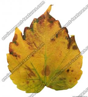 Leaves 0053